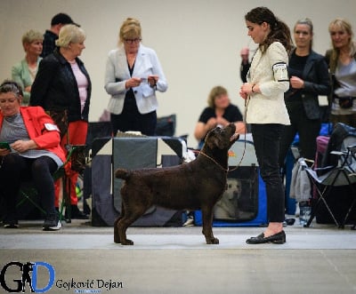 Étalon Labrador Retriever - CH. Somebody to love De La Brie Des Etangs