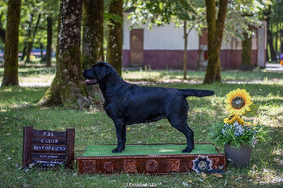 Étalon Labrador Retriever - CH. River mist De La Brie Des Etangs