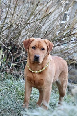 Étalon Labrador Retriever - Syké Du Domaine De Biazak