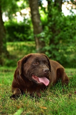 Étalon Labrador Retriever - Marlène du Moulin de la Terrasse