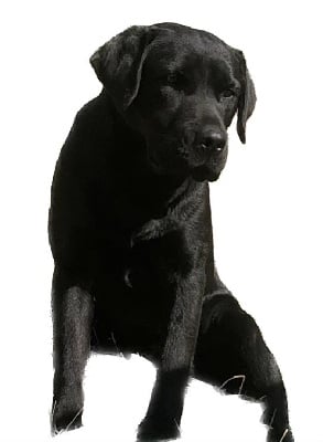 Étalon Labrador Retriever - Sheldon du domaine de l’etang d’arringes