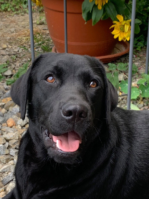 Étalon Labrador Retriever - Twix Des Méandres De La Rouvre