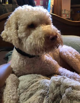 Étalon Lagotto Romagnolo - Bella (Sans Affixe)