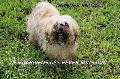 Étalon Lhassa Apso - Thunder snow Des Gardiens Des Reves Sous Dun