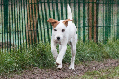 Étalon Parson Russell Terrier - Titou de chaseour ar broc'h