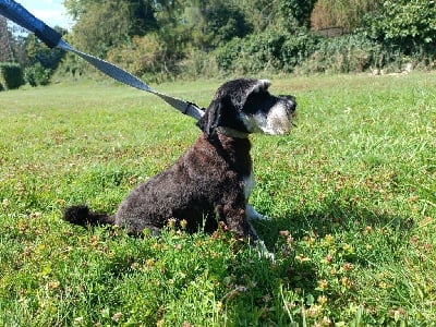 Étalon Schnauzer miniature - Penelope du mont de la chenaie