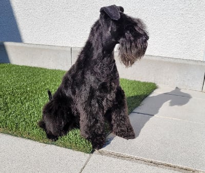 Étalon Schnauzer miniature - Y-trudi vom spakenberg