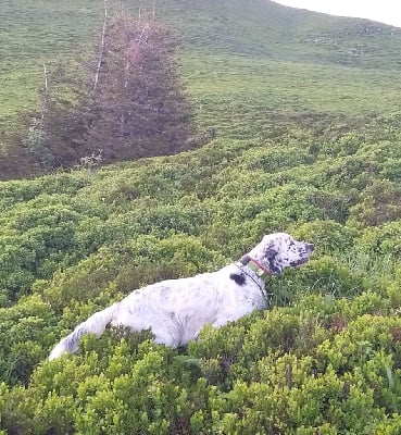 Étalon Setter Anglais - Magnum De La Croix Sainte Victoire