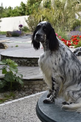 Étalon Setter Anglais - Nina du fief de la Garenne