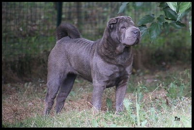 Étalon Shar Pei - Par dela les nuages du Nuorilang