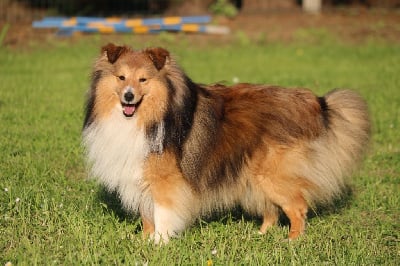 Étalon Shetland Sheepdog - CH. Ralph du Domaine de la Salvonière