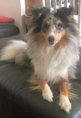 Étalon Shetland Sheepdog - Touma des Moulins de mon Coeur