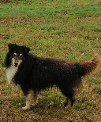 Étalon Shetland Sheepdog - Niel des Collines de Sagne