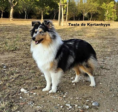 Étalon Shetland Sheepdog - Tesla de Kertanhyys