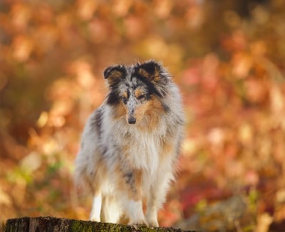 Étalon Shetland Sheepdog - Sweety De La Terre De Neaure