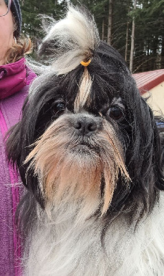 Sweety of Mayajoe's Dreams