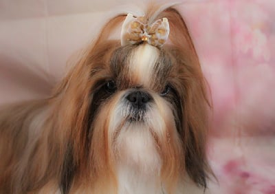 Étalon Shih Tzu - Sharmee Land Of Pandora