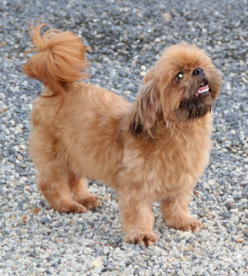 Étalon Shih Tzu - Sydony De chatoisillon