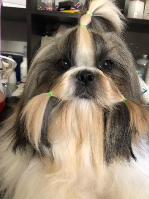 Étalon Shih Tzu - Thalya dite tess Du Domaine Des Joyaux Tibétains