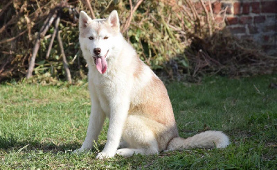 Étalon Siberian Husky - Unfaithful love Des Petits Loups Polaires