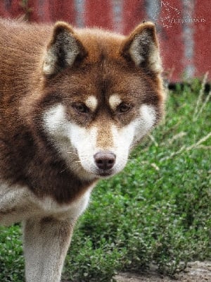 Étalon Siberian Husky - Rise on natural mystic Of Northern Lights Spirit