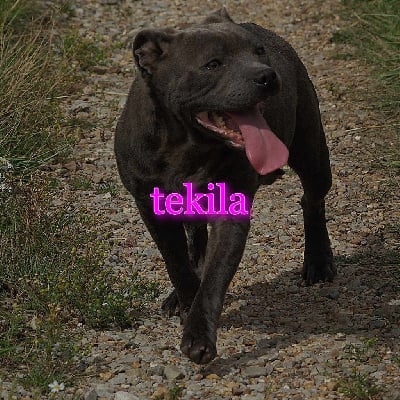 Étalon Staffordshire Bull Terrier - Tekila (Sans Affixe)
