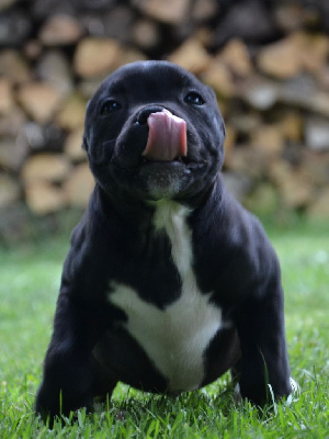 Étalon Staffordshire Bull Terrier - des Blues Blacks Bolts Professeur punchline