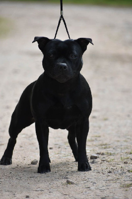 Étalon Staffordshire Bull Terrier - Point blank Togostaff Black Stafford King