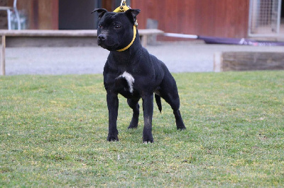 Étalon Staffordshire Bull Terrier - Wenilek's Sivir the princess