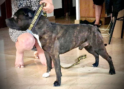 Étalon Staffordshire Bull Terrier - P-i-m-p dit malak De La Légende Des Valkyries