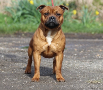 Étalon Staffordshire Bull Terrier - Simply girl High Hill's Bull