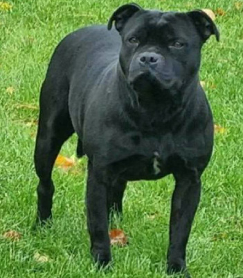 Étalon Staffordshire Bull Terrier - Opium (Sans Affixe)