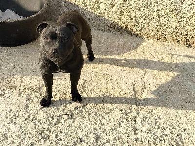 Étalon Staffordshire Bull Terrier - Ruby black De L'Empreinte De Minnie