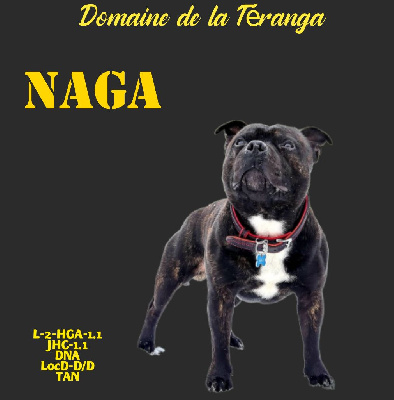 Étalon Staffordshire Bull Terrier - Domaine De La Teranga Naga