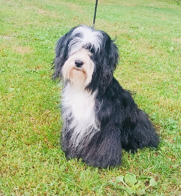 Étalon Terrier Tibetain - Pearl Du vent levant