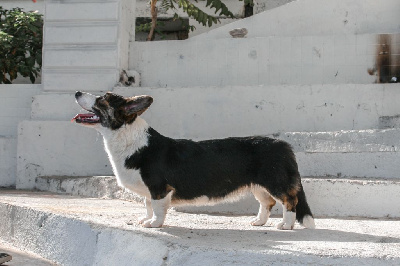 Étalon Welsh Corgi Cardigan - Celestial Guardians Tacita muta