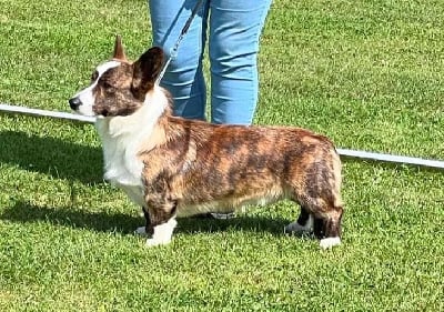 Étalon Welsh Corgi Cardigan - CH. Sihtric d'alma castrense