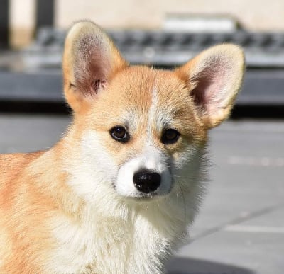 Étalon Welsh Corgi Pembroke - Penelop De Jaykay Land