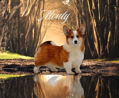 Étalon Welsh Corgi Pembroke - plyushevyi volk Monty