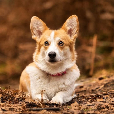 Étalon Welsh Corgi Pembroke - Udacha iz byrshtunovogo kraju