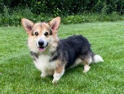 Étalon Welsh Corgi Pembroke - Salut mon pote Des quatre jeudis