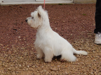 Étalon West Highland White Terrier - Nymphea Du mystere d'arroc
