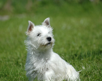 Étalon West Highland White Terrier - Snow Du mystere d'arroc