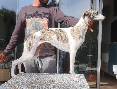 Étalon Whippet - Tatiana du domaine des Chojnacki