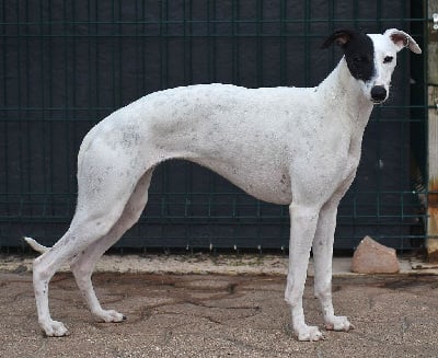 Étalon Whippet - Tuvalu island Des Filles D'eole