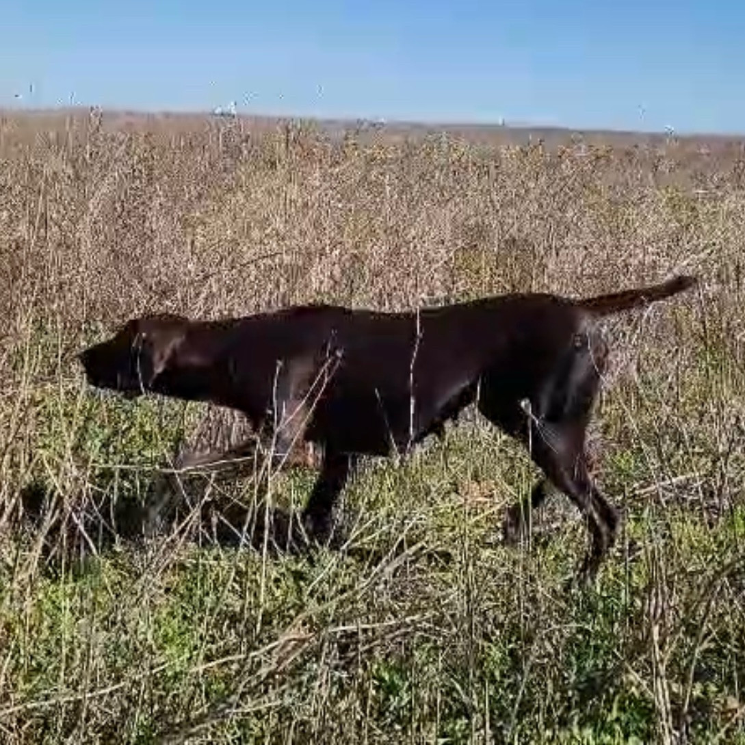 Publication : Des Sources D'asni Auteur : ÉLEVAGE DES SOURCES D?ASNI