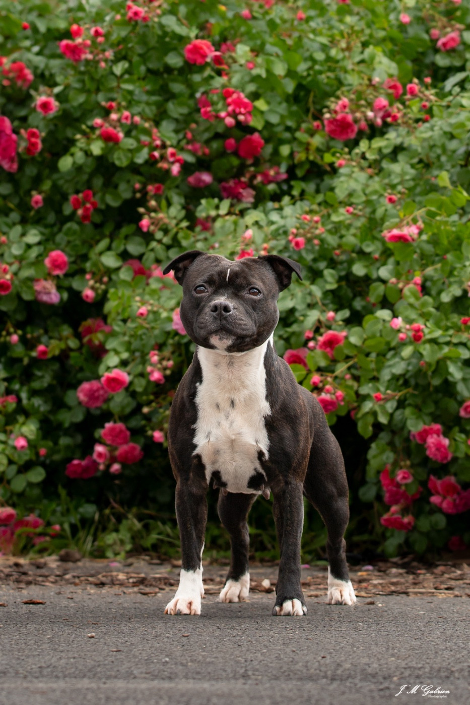 Publication : Staffordiamond's 