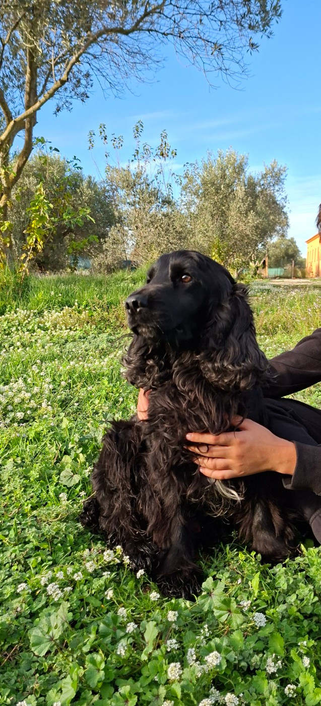 Publication : De L'Arc De Sedo 