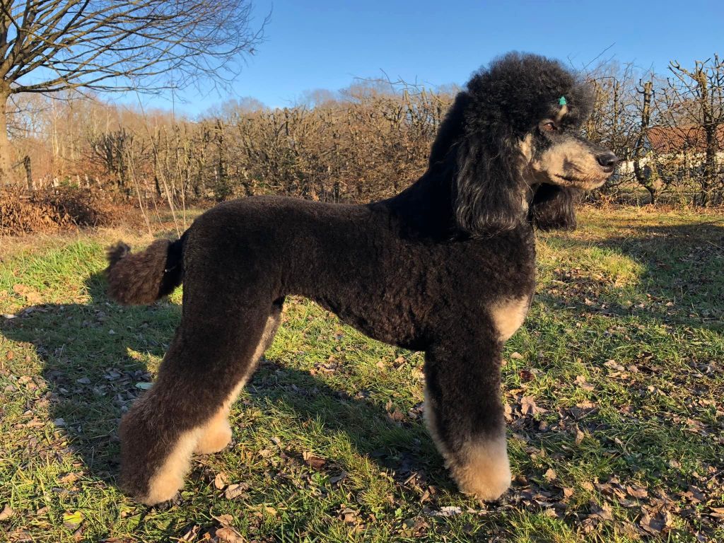 Publication : Des Terres D'Imagine Auteur : Romy CrÃ©tiaux