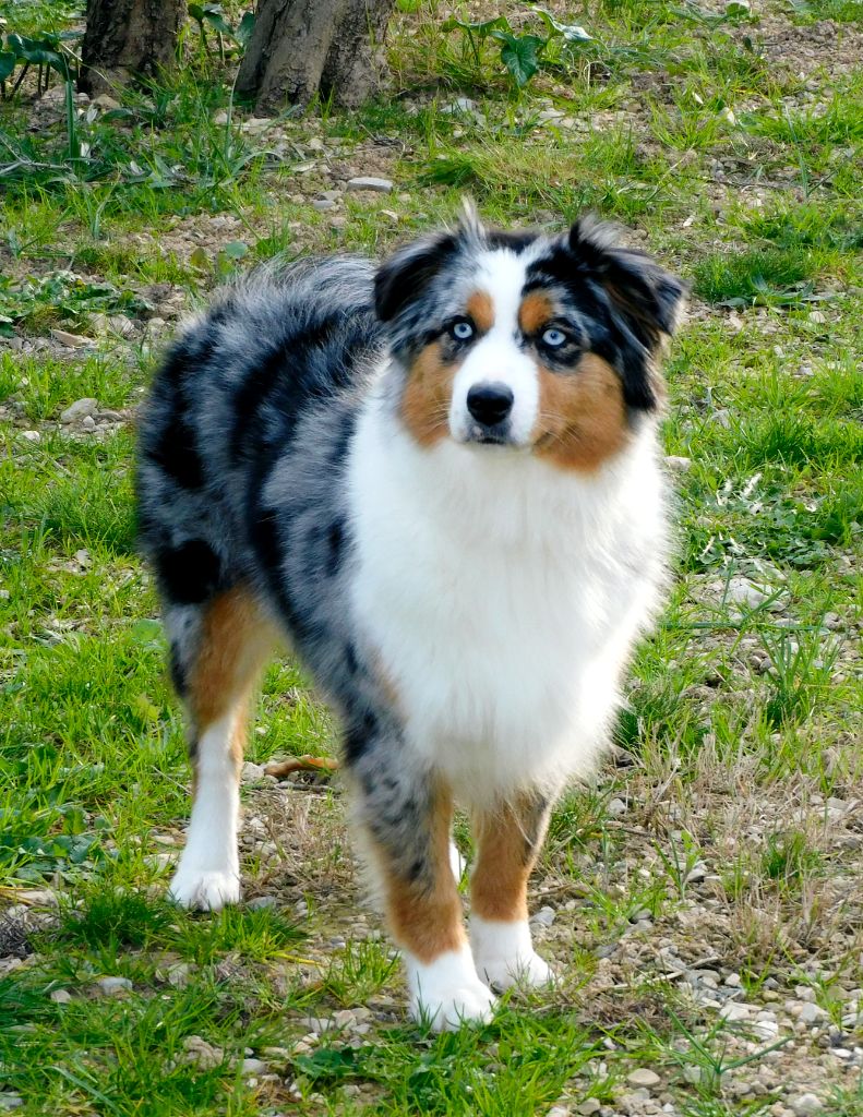 Publication : Des Minis Du Pic Saint Loup Auteur : Des minis du Pic St loup